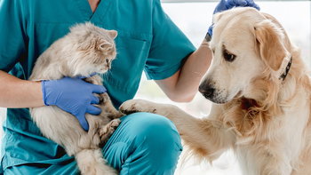 Tourism Listing Partner Vet Melbourne