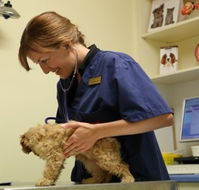Marion Small Animal Hospital - Vets Newcastle