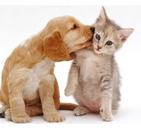 Aldgate Veterinary Clinic - Vets Newcastle