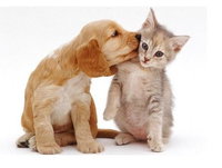 Book Aldgate Accommodation Vacations Vets Newcastle Vets Newcastle