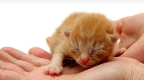 Newton Veterinary Clinic - Vets Newcastle 1