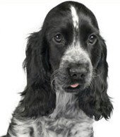 Jacobs Well Vet Surgery - Vets Newcastle 0