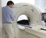 Animal Referral Hospital - Vets Newcastle 1