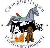 Campbelltown Veterinary Hospital - Vets Newcastle