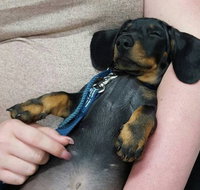 Hubert Maxine - Vets Newcastle