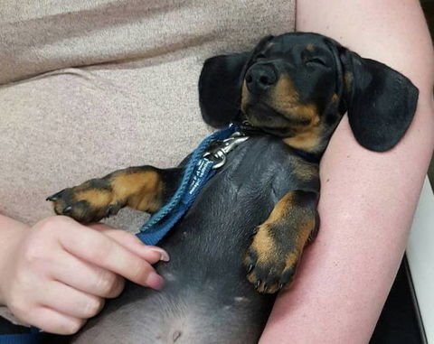 Hubert Maxine - Vets Newcastle 0