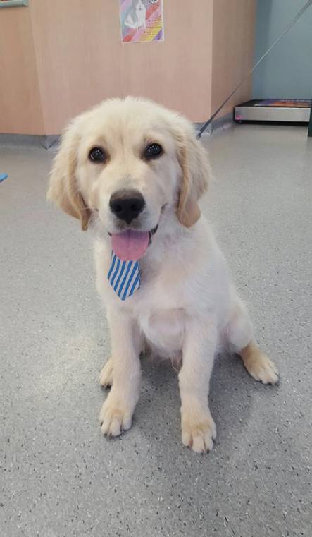 Hubert Maxine - Vets Newcastle 1