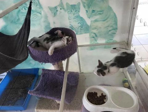 Hubert Maxine - Vets Newcastle 3