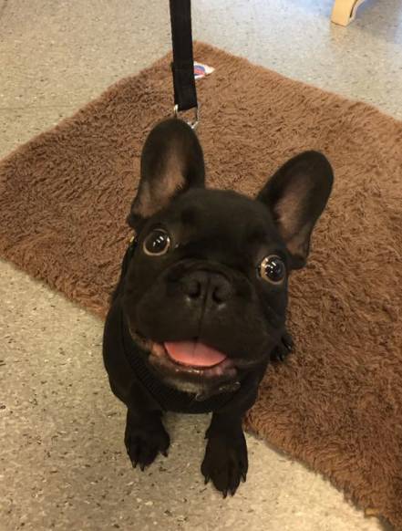 Hubert Maxine - Vets Newcastle 4