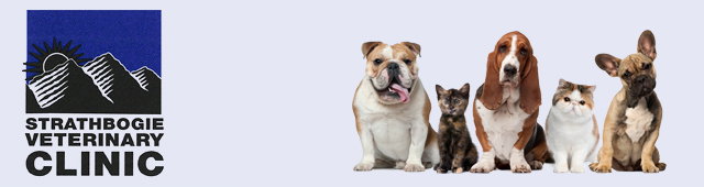 Euroa VIC Vets Newcastle