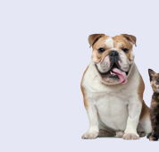 Strathbogie Veterinary Clinic - Vets Newcastle