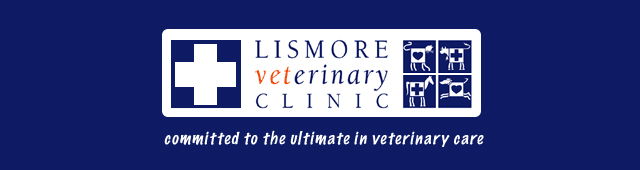 Jiggi NSW Vets Newcastle