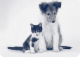 Bellingen Veterinary Hospital - Vets Newcastle