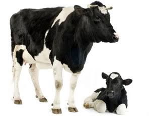 Nanango Country Vet Services - Vets Newcastle 6