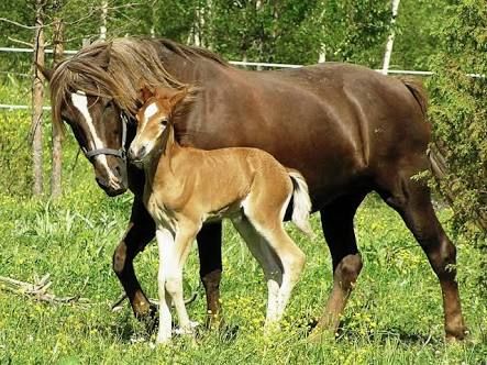 Nanango Country Vet Services - Vets Newcastle 8