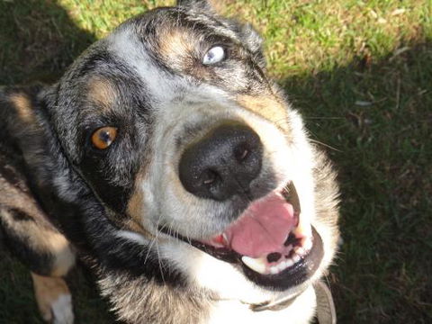 Andergrove Veterinary Clinic - Vets Newcastle 2