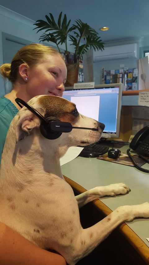 Ballina Veterinary Hospital - Vets Newcastle 1