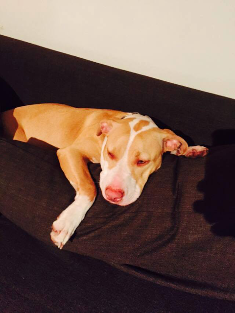 Ballina Veterinary Hospital - Vets Newcastle 2