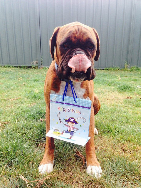 Ballina Veterinary Hospital - Vets Newcastle 3