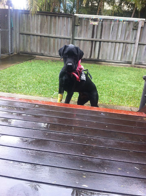 Ballina Veterinary Hospital - Vets Newcastle 4