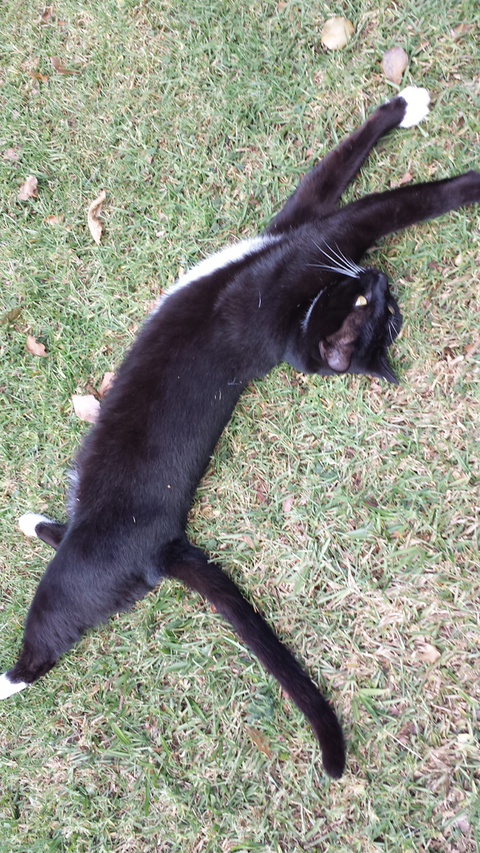 Ballina Veterinary Hospital - Vets Newcastle 5