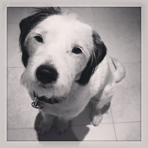 Ballina Veterinary Hospital - Vets Newcastle 11