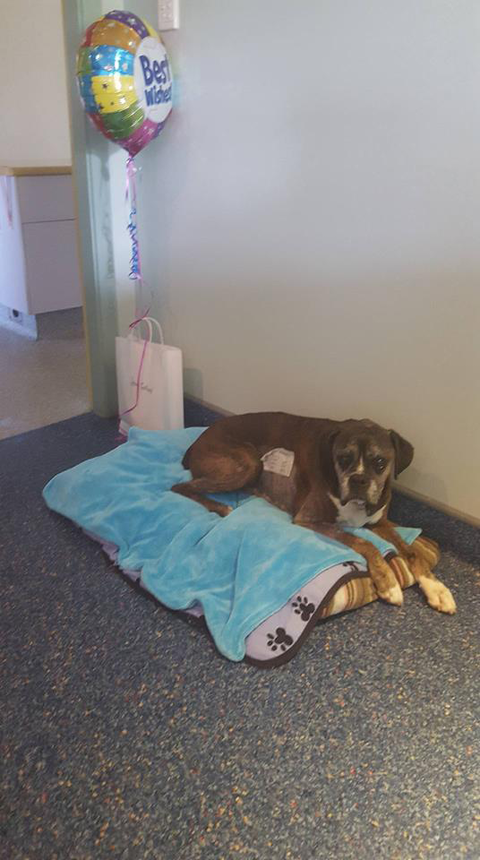 Ballina Veterinary Hospital - Vets Newcastle 12