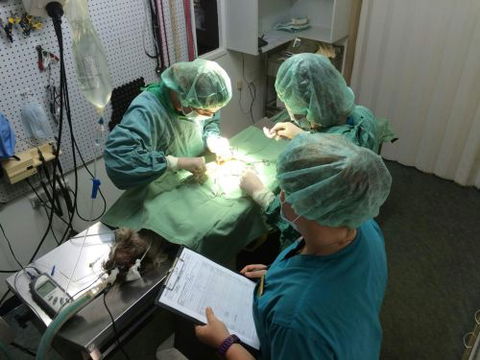 Central Veterinary Surgery - Vets Newcastle 5