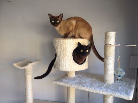 Cooks Hill Veterinary Clinic - Vets Newcastle 2