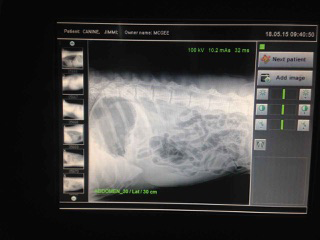 Green Point Veterinary Hospital - Vets Newcastle 1