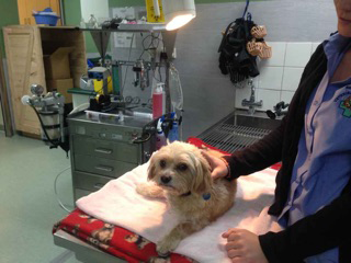 Green Point Veterinary Hospital - Vets Newcastle 2