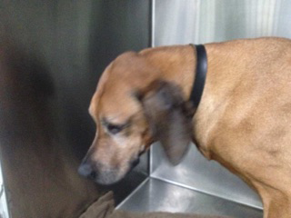 Green Point Veterinary Hospital - Vets Newcastle 10
