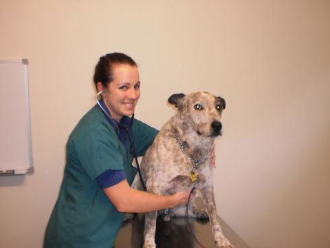Gympie Veterinary Services - Vets Newcastle 2