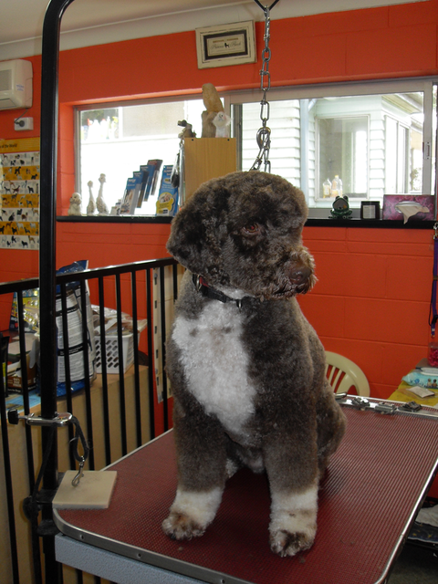 Hill Top K9 Grooming - Vets Newcastle 1