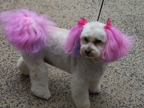 Hill Top K9 Grooming - Vets Newcastle 2