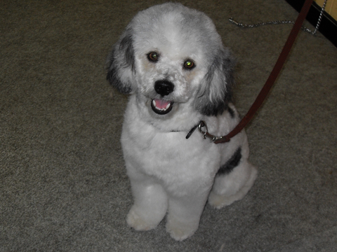 Hill Top K9 Grooming - Vets Newcastle 7