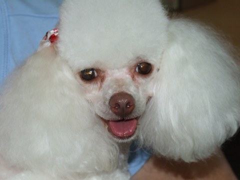 Hill Top K9 Grooming - Vets Newcastle 11