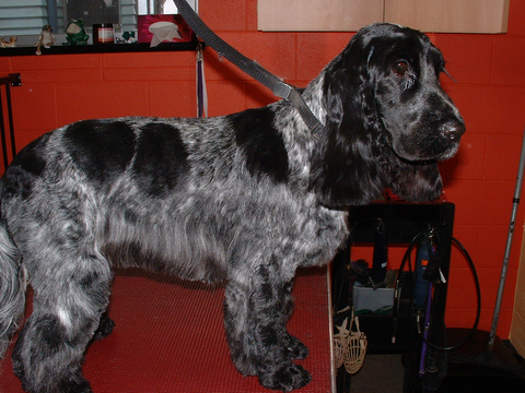 Hill Top K9 Grooming - Vets Newcastle 12