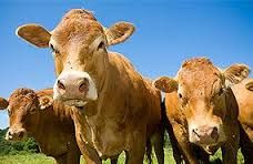 Keen Street Veterinary Clinic - Vets Newcastle 4