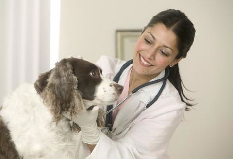 Moffat Beach Veterinary Surgery - Vets Newcastle 1