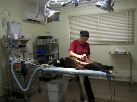 Mount Isa Veterinary Surgery - Vets Newcastle 2