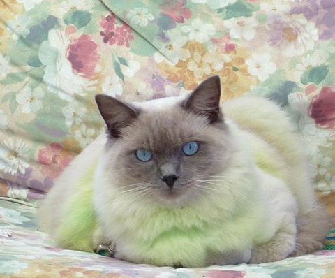 Orchid Valley Veterinary Surgeon - Vets Newcastle 1