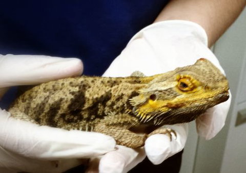 Parap Veterinary Hospital - Vets Newcastle 2