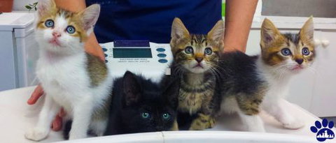 Parap Veterinary Hospital - Vets Newcastle 3