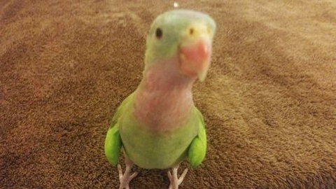 Parap Veterinary Hospital - Vets Newcastle 4