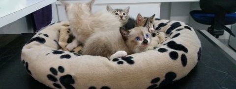 Parap Veterinary Hospital - Vets Newcastle 5