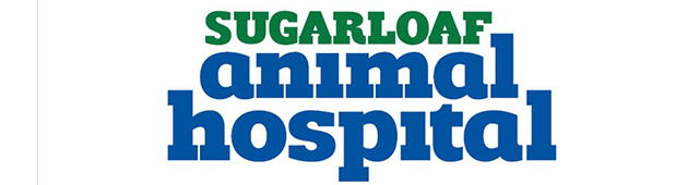 Sandy Creek NSW Vets Newcastle