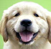 Kirrawee Veterinary Hospital - Vets Newcastle