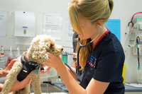 Walker Street Veterinary Surgery