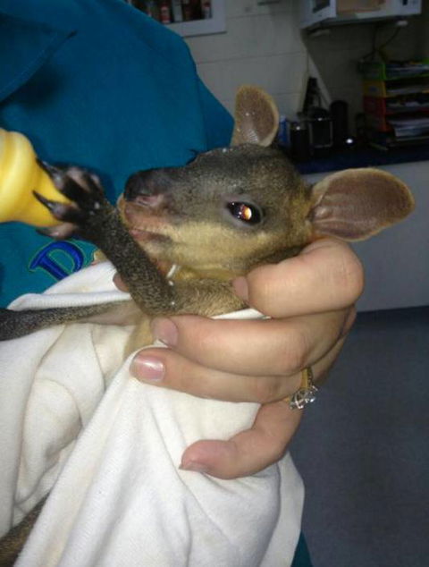 Proserpine Vet Surgery - Vets Newcastle 15